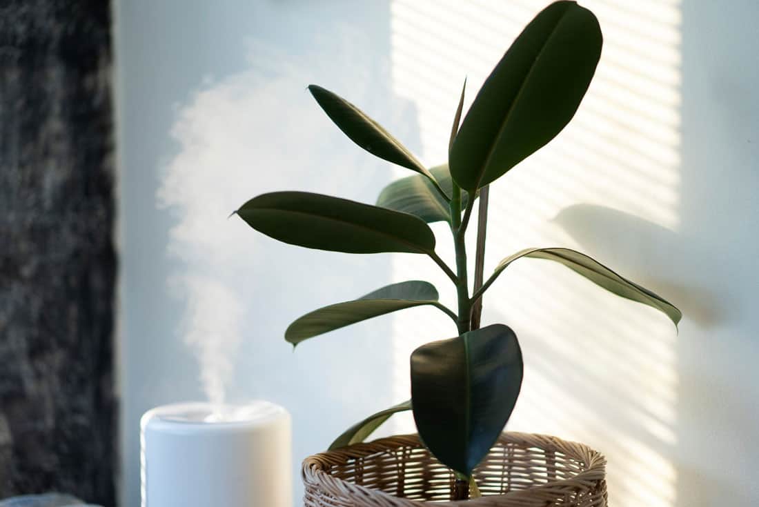 Zimmerpflanzen und Luftbefeuchter sorgen für gute Luft